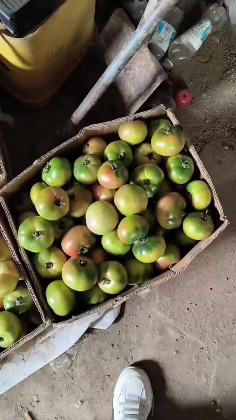 口感番茄