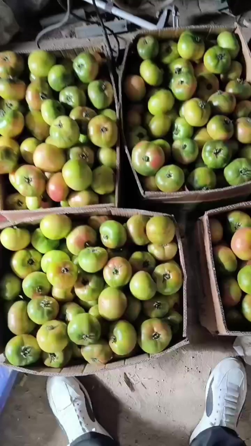 口感番茄