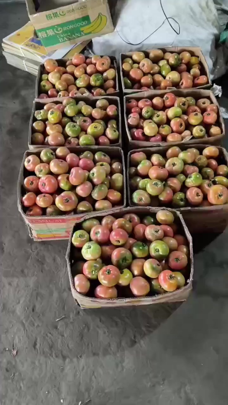 口感番茄