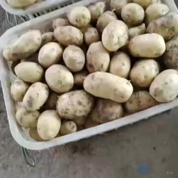 湖北新土豆