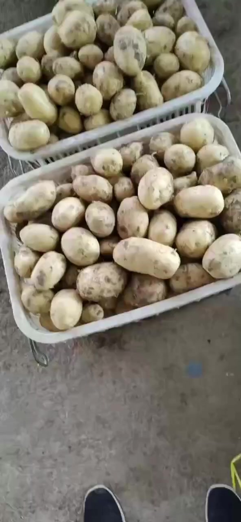 湖北新土豆