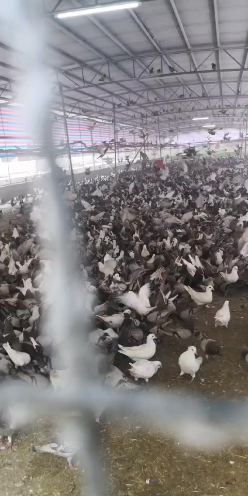 新鲜鸽子肉