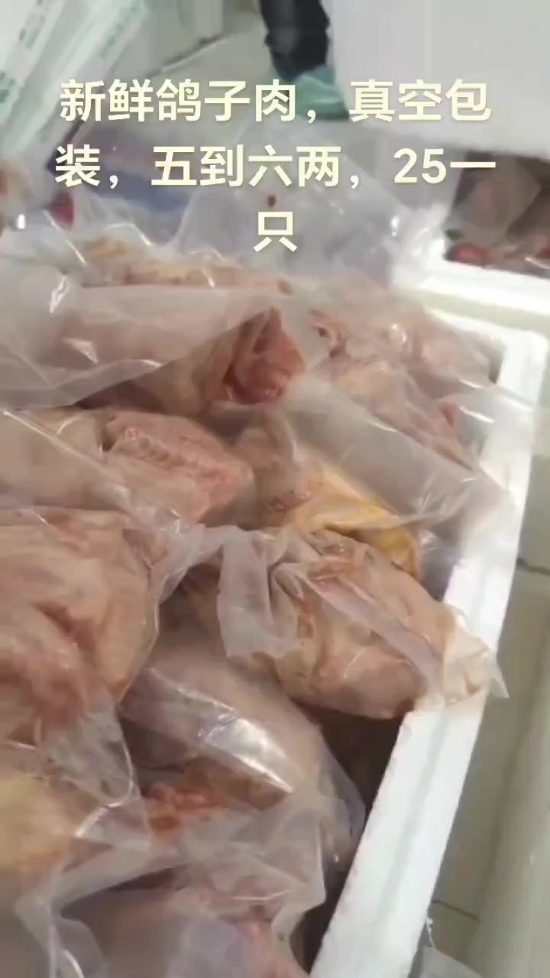 新鲜鸽子肉