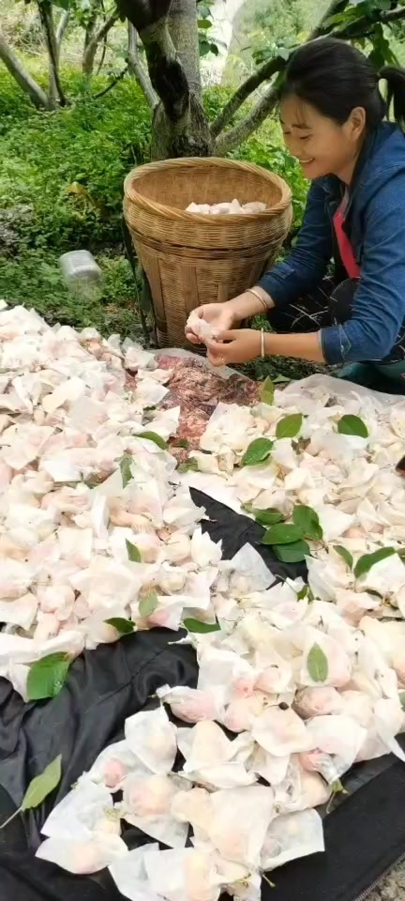 宾壶