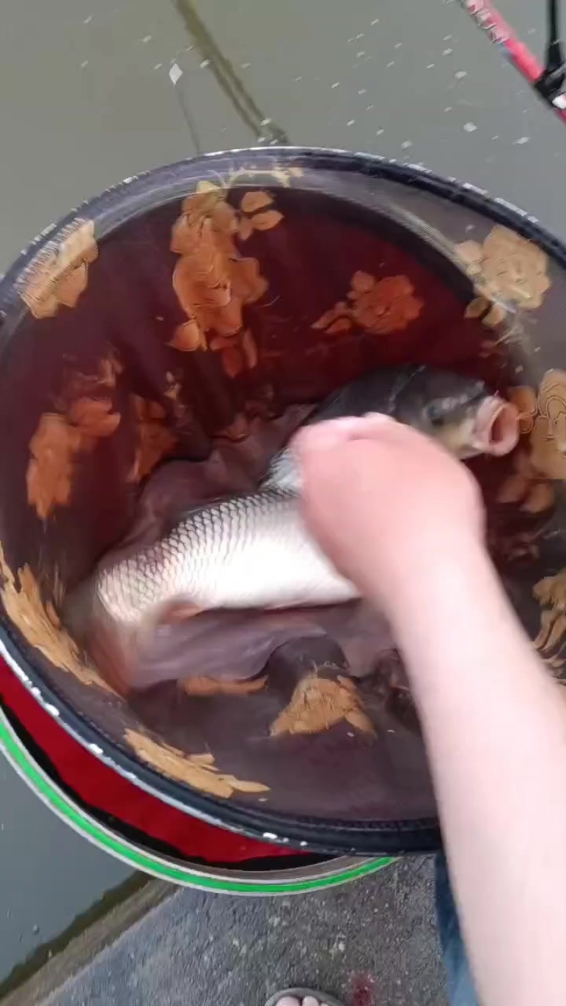长年出售会钓鲤鱼
