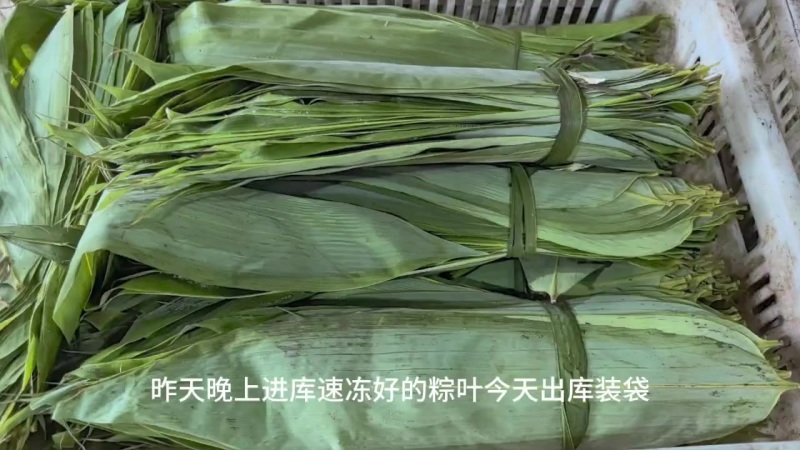 大量新鲜粽叶供应，全国发货，量大从优，欢迎致电