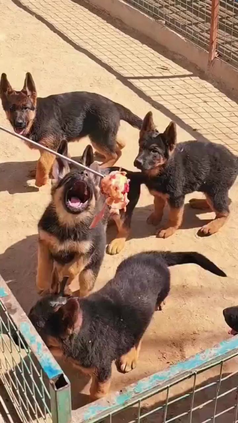 德牧