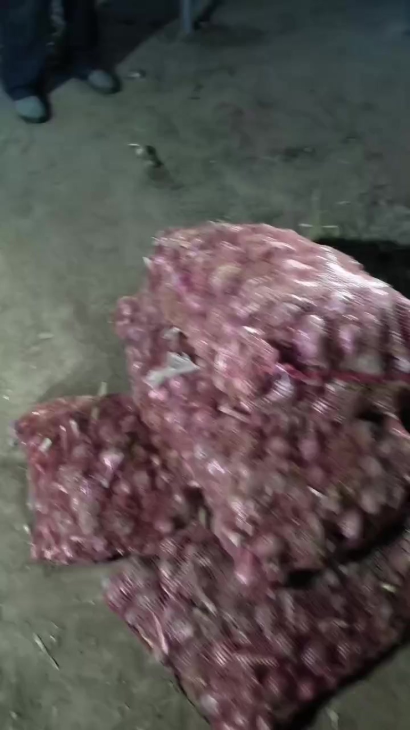 紫皮大蒜