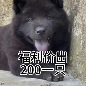 狗
