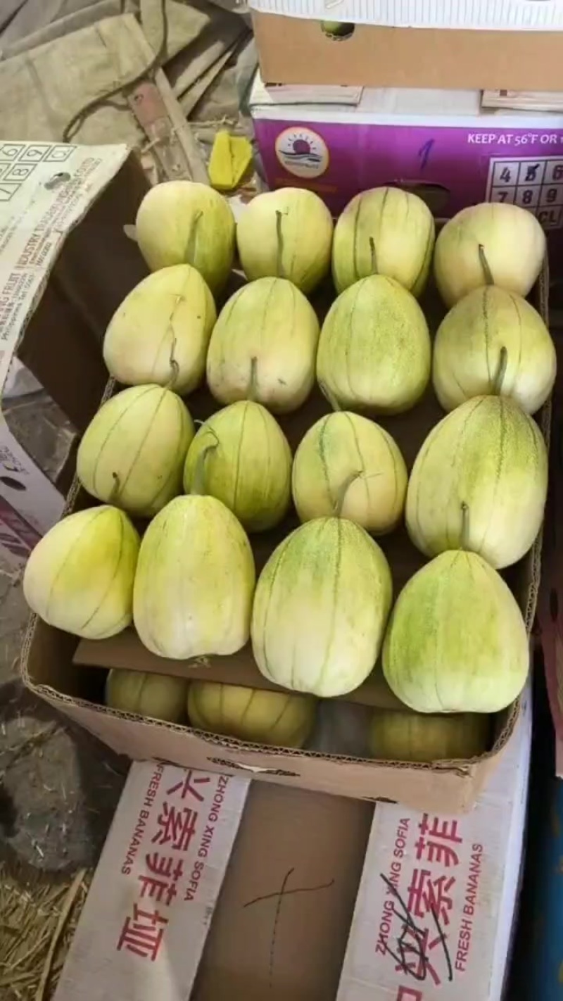 新乐甜瓜