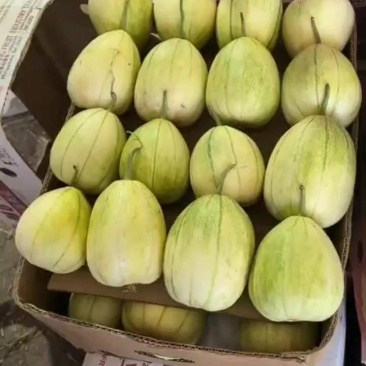 新乐甜瓜