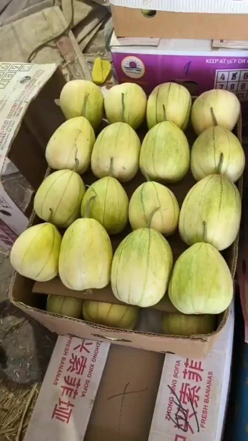 新乐甜瓜