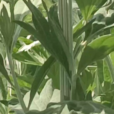 新鲜艾草