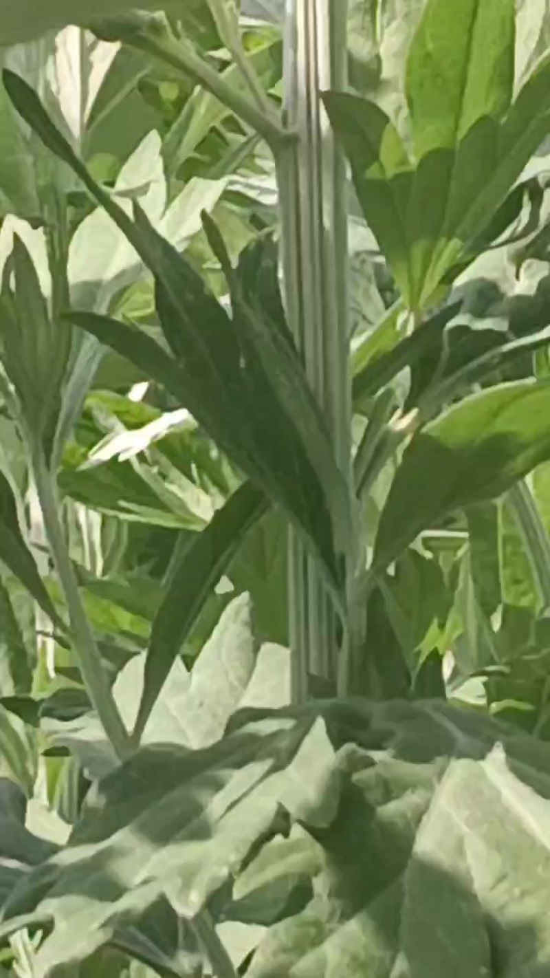 新鲜艾草