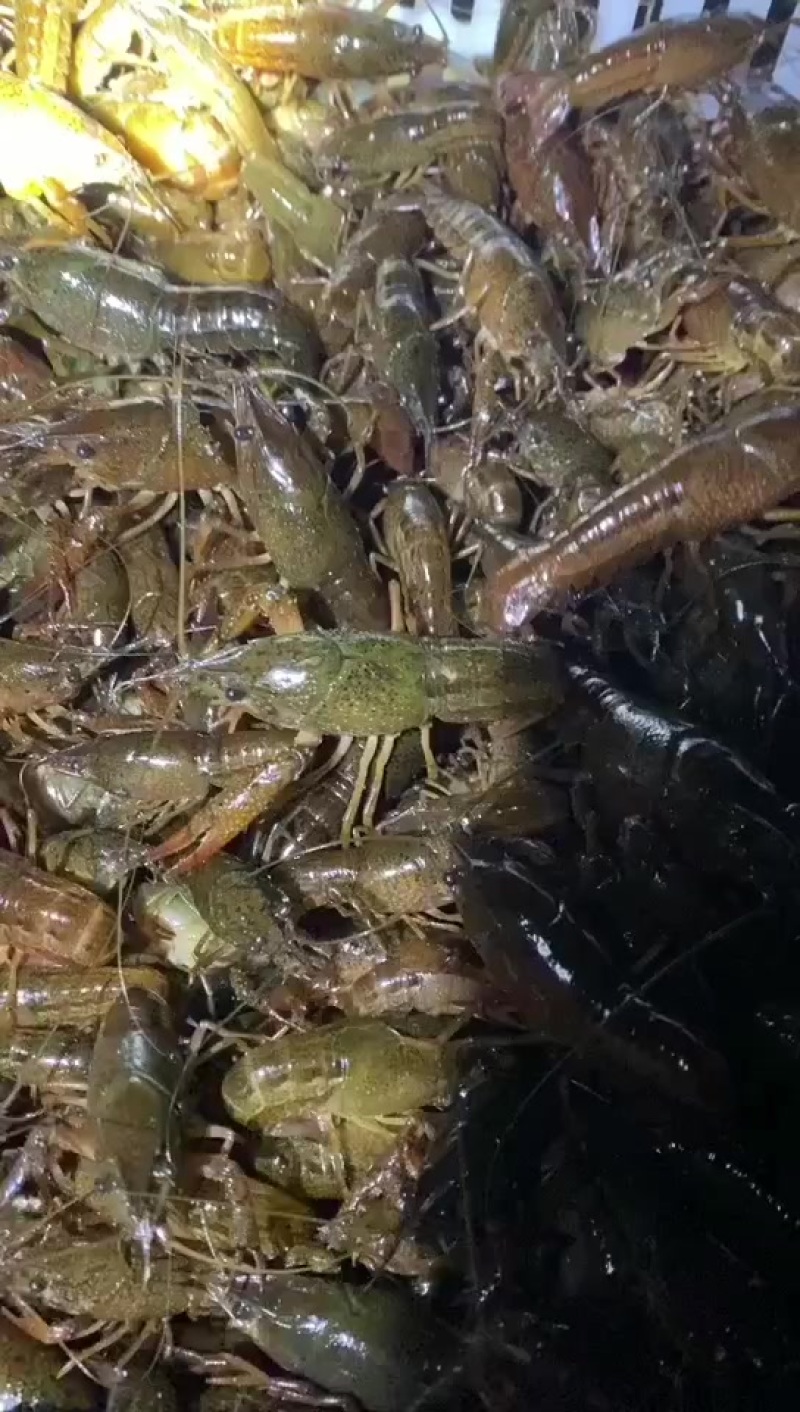 虾苗
