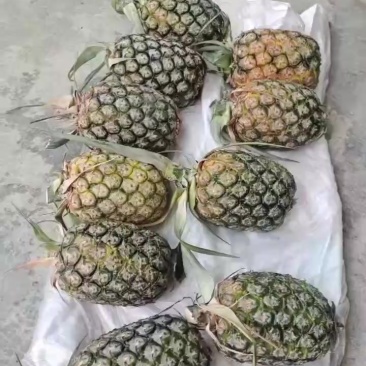预售本地菠萝，六月十五号开始大量出售！几十吨！