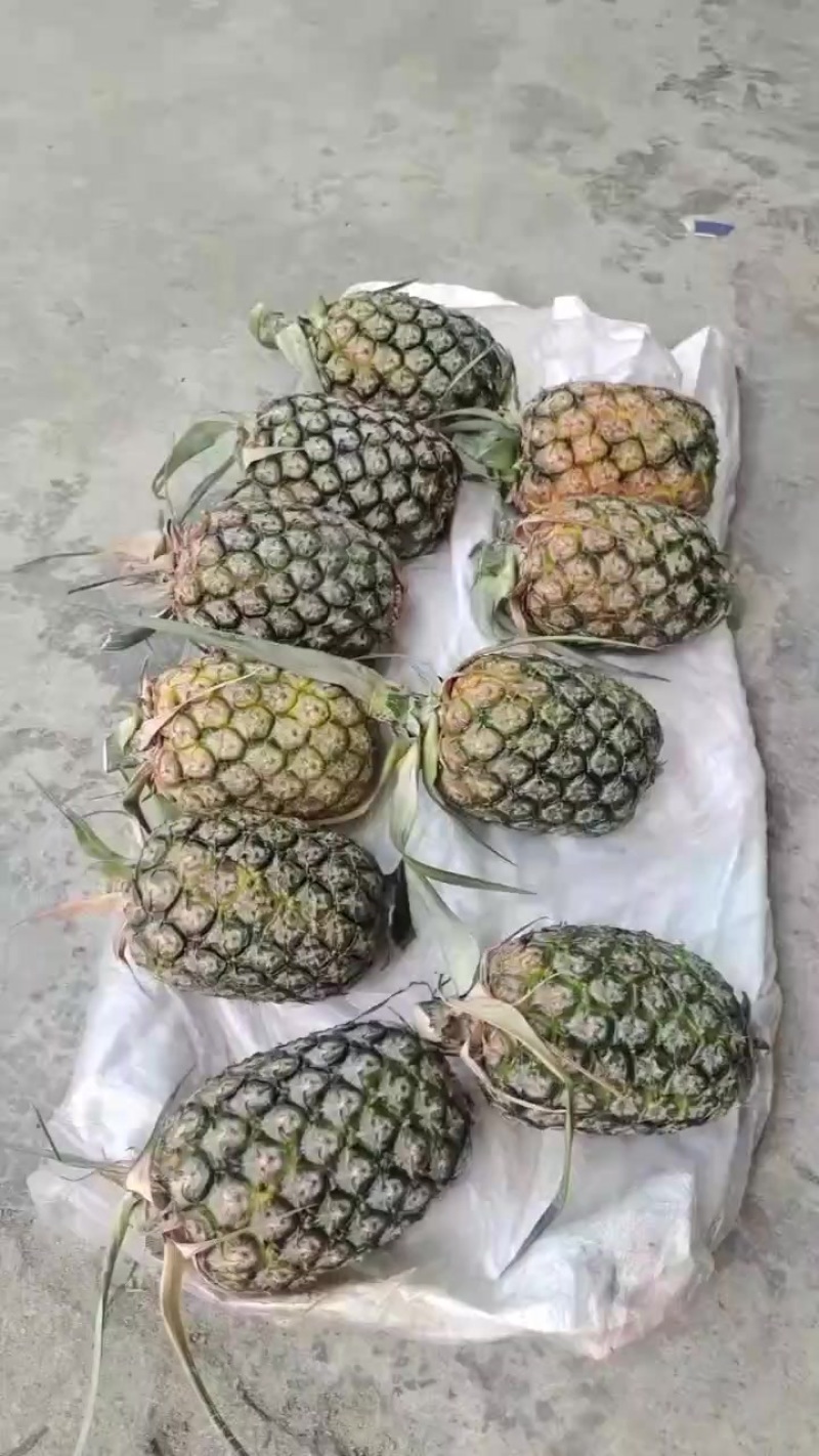 预售本地菠萝，六月十五号开始大量出售！几十吨！