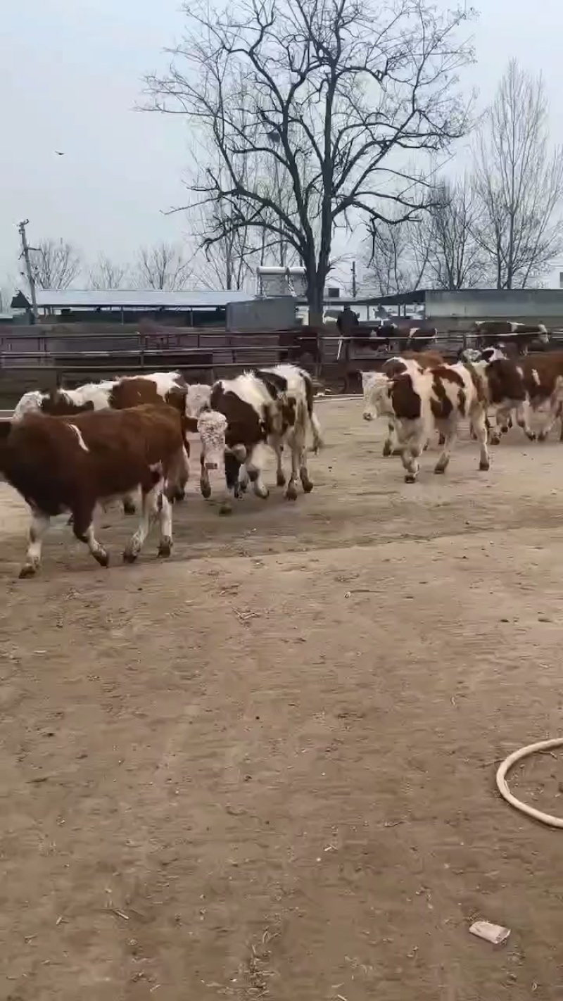 出售西门塔尔小公牛，小母牛，肥牛，内蒙草地牛好饲养抗病高