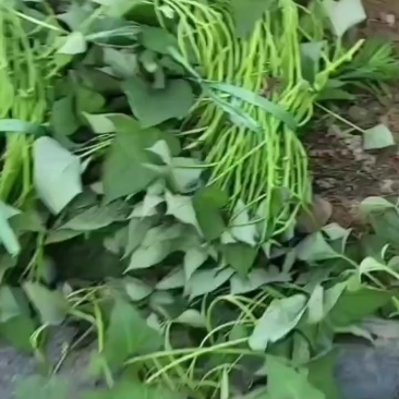 大田西瓜红苗