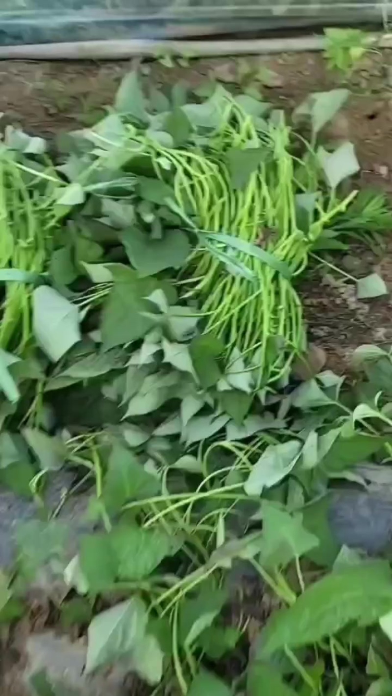 大田西瓜红苗