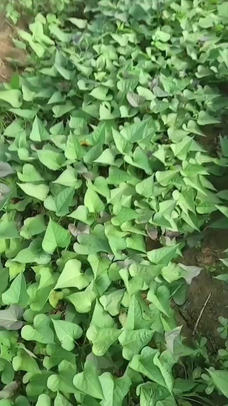 大田西瓜红苗