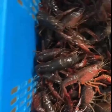 湖北小龙虾批发