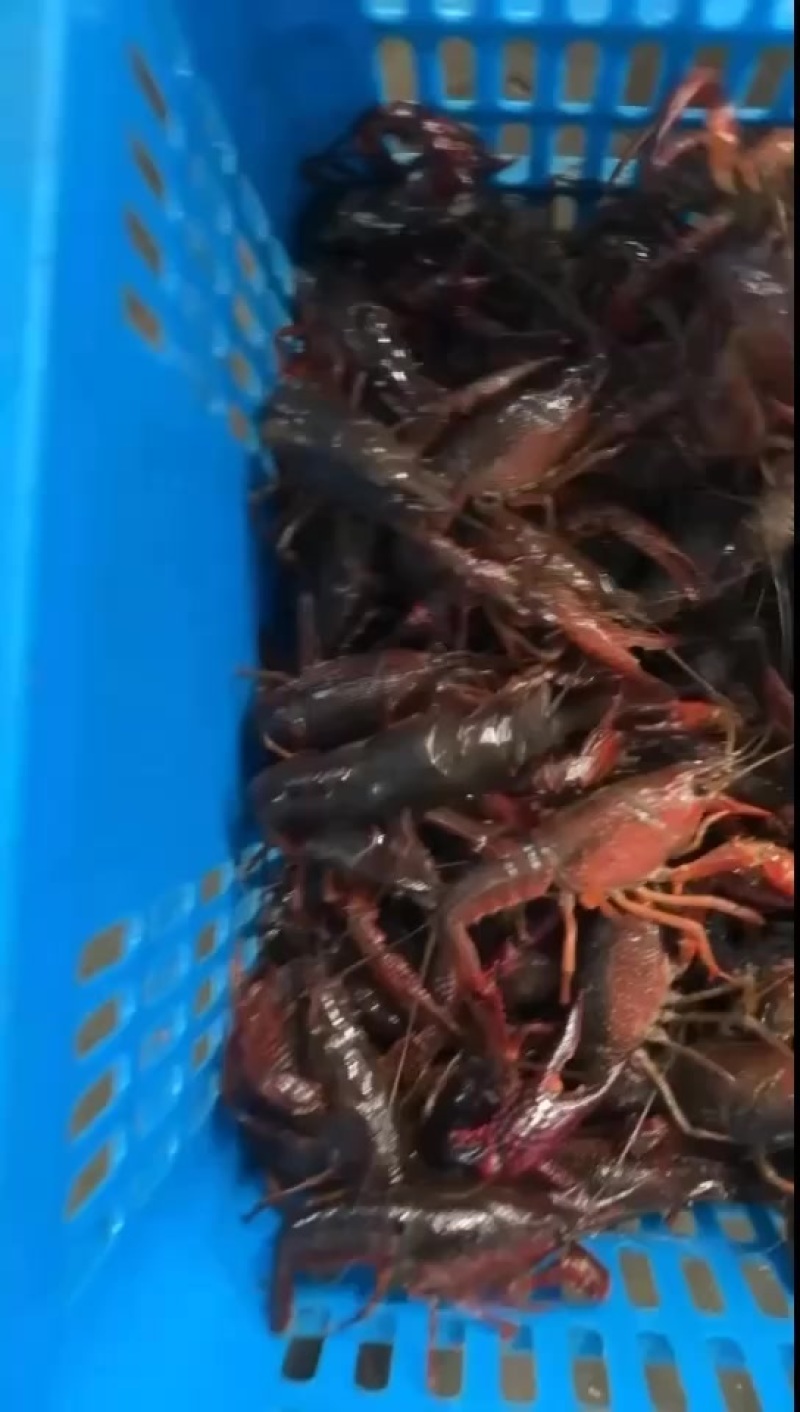 湖北小龙虾批发
