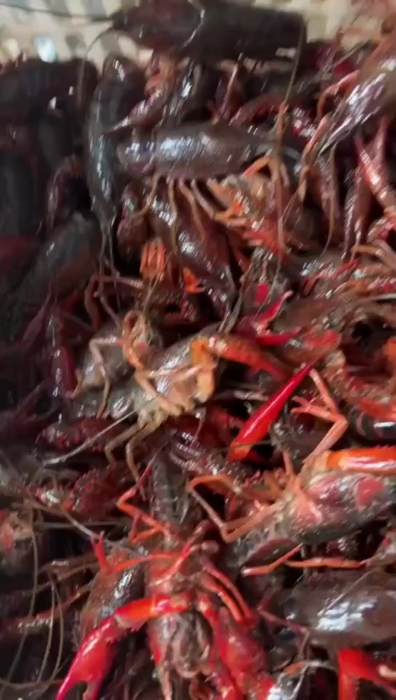 湖北小龙虾批发