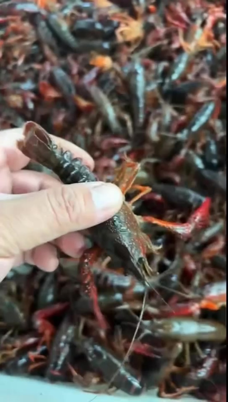 湖北小龙虾批发