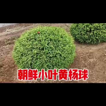 朝鲜小叶黄杨球