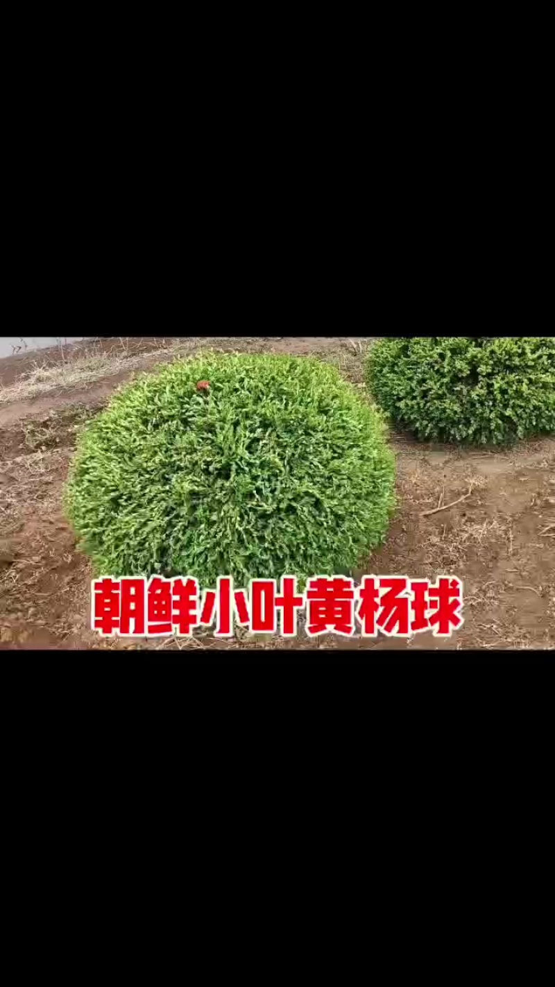 朝鲜小叶黄杨球