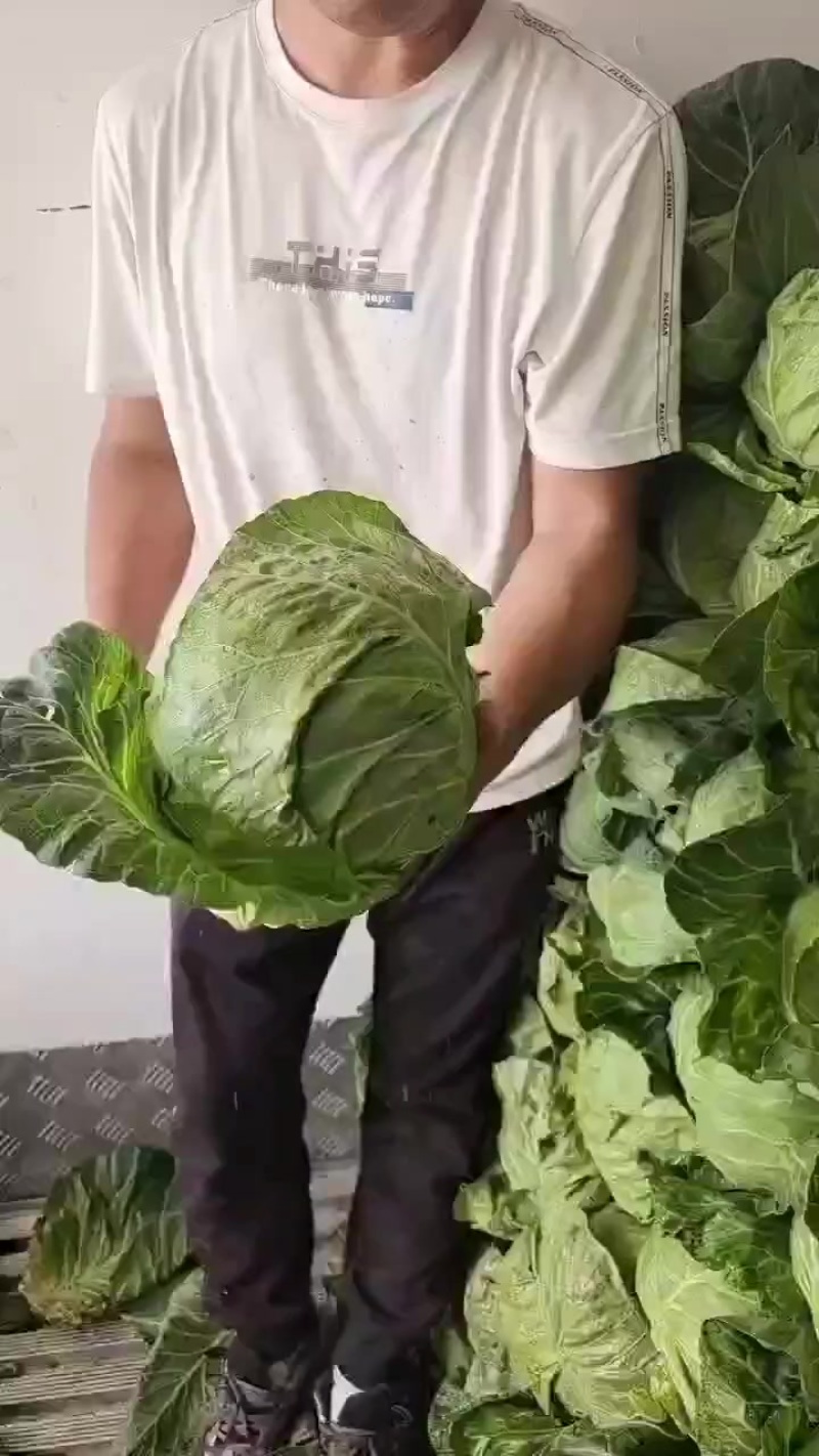 韩美绿球松软形甘蓝