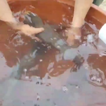 山泉水瘦身大头