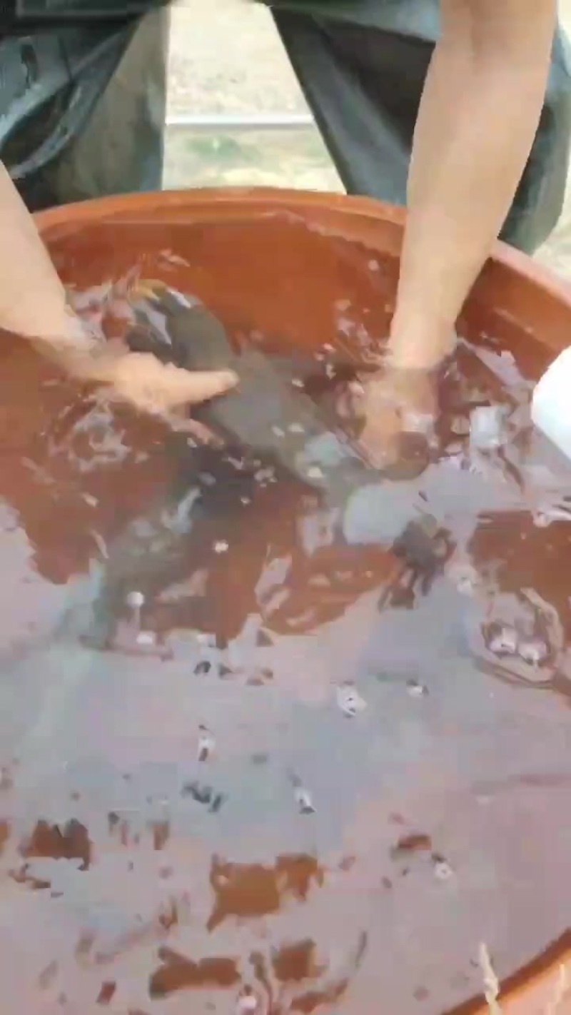 山泉水瘦身大头