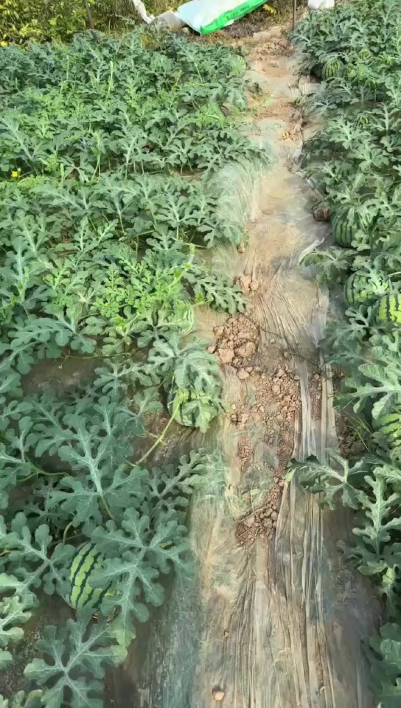 大量有货