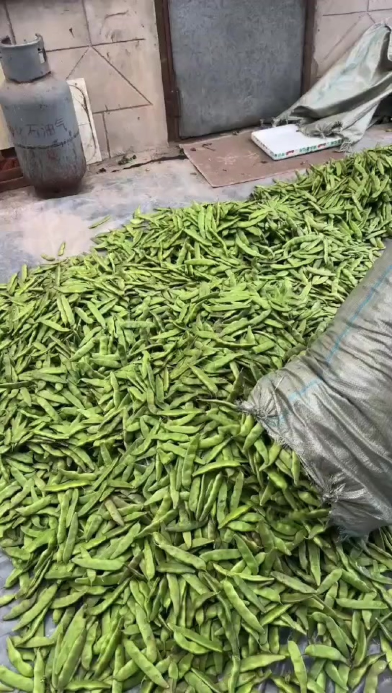 扶余紫花大油豆