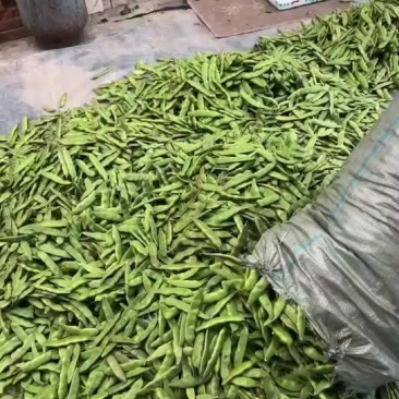 扶余紫花大油豆