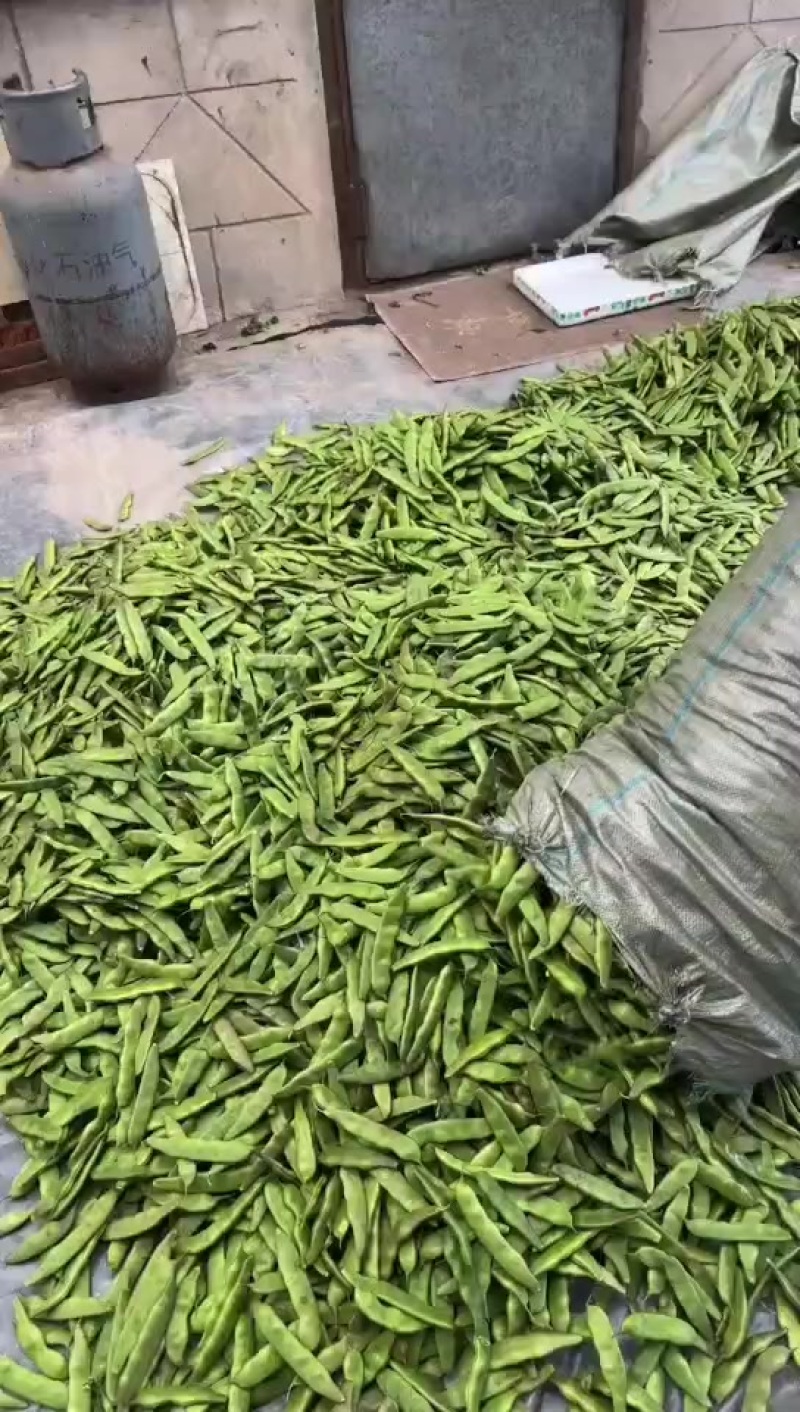 扶余紫花大油豆