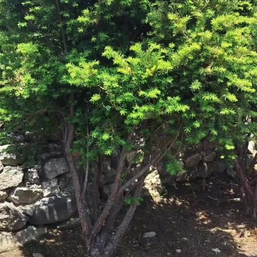 红豆杉15年树