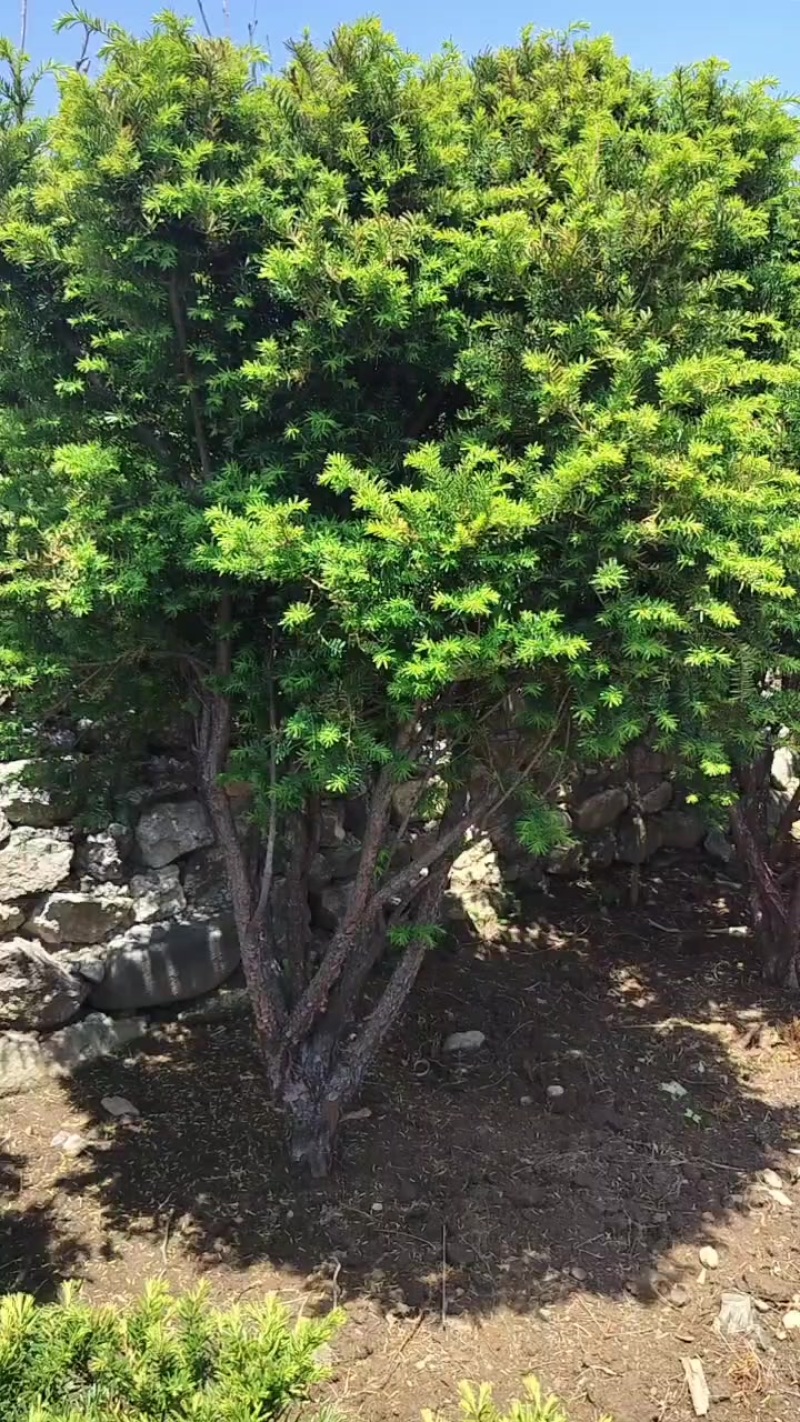 红豆杉15年树