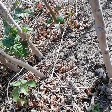 紫油笨香椿树苗