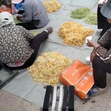 金银花