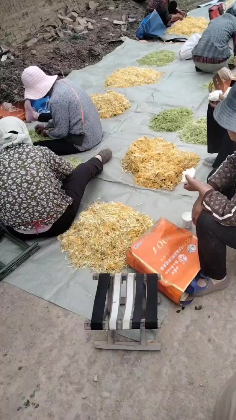 金银花