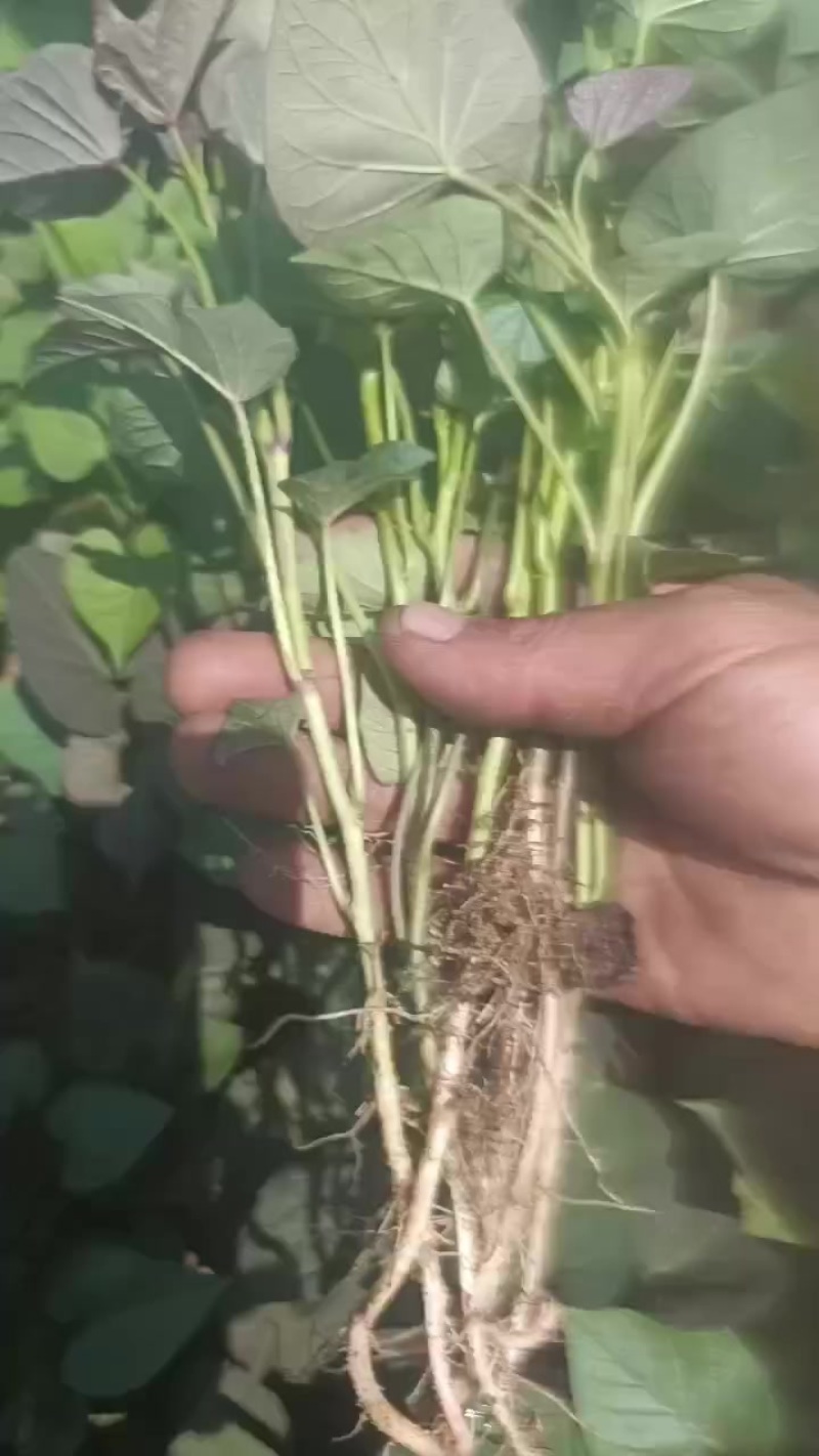 烟薯苗