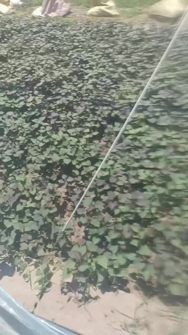 烟薯苗