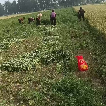 新鲜艾草