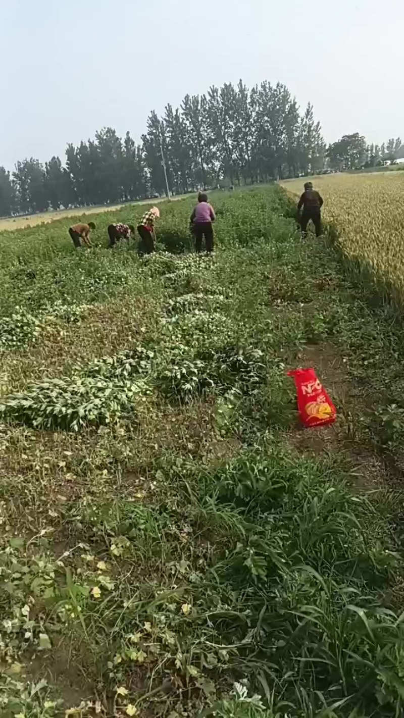 新鲜艾草