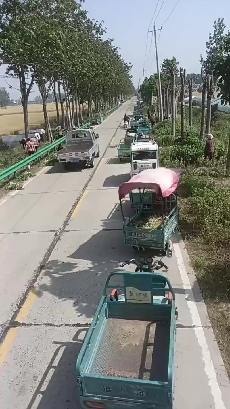 新鲜艾草