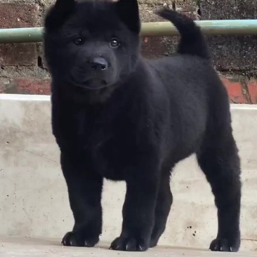 精品中华田园犬五黑犬