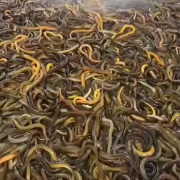 生态养殖黄鳝，鲜活直供，肉质细嫩，营养丰富，健康美味之选！
